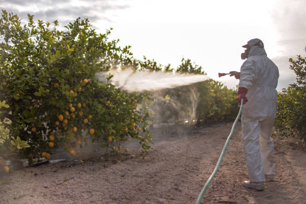 Best Pest Inspection Near Me  in Masonville, KY