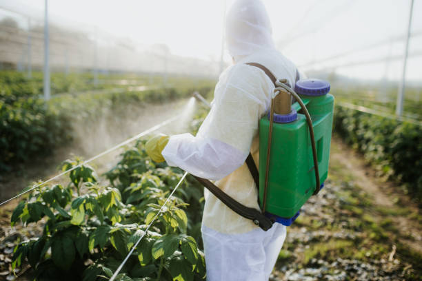 Best Flea Control Services  in Masonville, KY